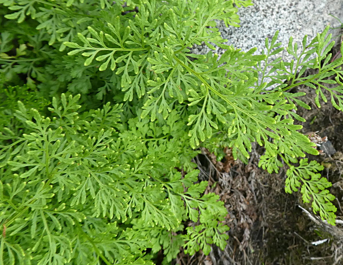 Cryptogramma crispa / Felcetta crespa